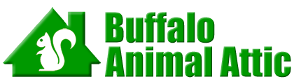 Buffalo Animal Attic